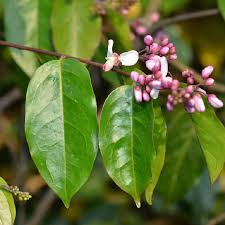 Image result for Isoberlinia angolensis