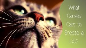 Airborne aerosols (deodorants, air fresheners, hair spray, and perfume) are all very irritating to your cat's delicate airways and may make her cough. 11 Causes Of Cat Sneezing Petsium