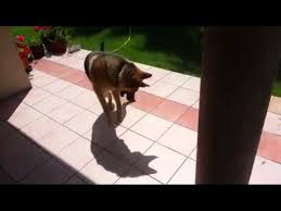 Videos de risa de animales, ojalá te guste el video, ponle like y compártelo con tus amigos por facebook y/o twitter, de verdad que me ayudaría muucho :'d y no olvides suscribirte, subo varios vídeos por semana. Videos Chistosos Animales Loquendo Youtube