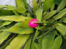 Night Blooming Cereus Plants