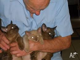 Senior rescues from unknown origins from 11 years plus are $450 unless advertised otherwise. Burmese Kittens Or Sale And Ready Now To Go To New Homes For Sale In Glass House Mountains Queensland Classified Australialisted Com