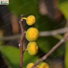 Image result for Ficus exasperata