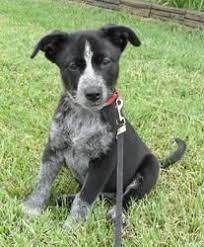 Border Collie Blue Heeler Puppy Dog Pictures Blue Heeler Pitbull Mix Puppies