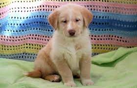 Siberian husky with a golden retriever wig. Goberian Puppies For Sale Puppy Adoption Keystone Puppies