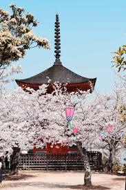 Sakura Japan Guide To Enjoy The Cherry Blossom Festival Spring 2020 Japan Cherry Blossom Festival Cherry Blossom Festival Cherry Blossom Japan
