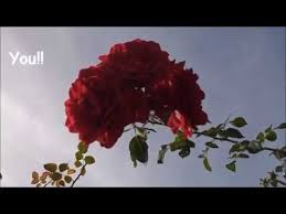 Roses Are Red Poem By Kids Red Roses Roses Are Red Poems Poems