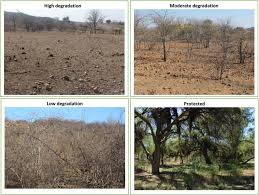 Image result for Pechuel-Loeschea leubnitziae