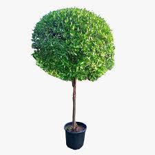 Image result for Conocarpus