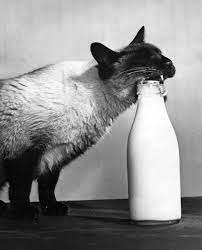 Not Found Cats Animals Crazy Cats