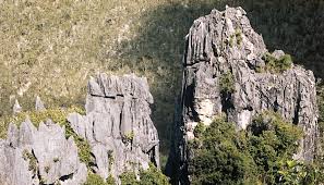 Image result for Coronopus integrifolius