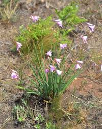 Image result for Dierama formosum