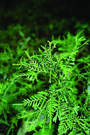 Image result for Pteris linearis