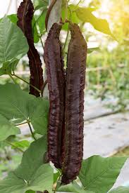 Image result for Psophocarpus grandiflorus