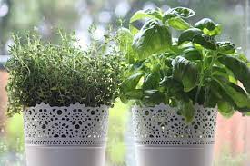 We did not find results for: Growing Thyme Plant Indoors How To Grow Thyme Herb