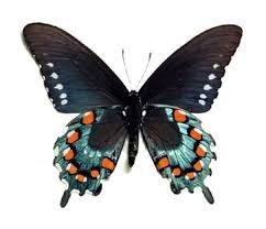 The cassius blue (leptotes cassius) is a tiny butterfly found most commonly in central and south florida, particularly along the coasts. Bicbugs Battus Philenor Pipevine Swallowtail Blue Black Red Orange Butterfly Verso Arizona