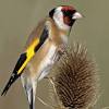 There are many finch species in north america, including the american goldfinch, the house finch, purple finch, and more. Https Encrypted Tbn0 Gstatic Com Images Q Tbn And9gcrvqyyq7df Fgxn4lv92jgndsunkl26w04bgyetmx2lan Fjwzo Usqp Cau