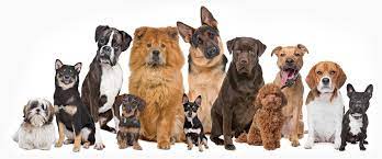 It also eliminates some potential dangers of shop. Happy Tails Pet Grooming Supplies Home Facebook