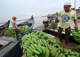 Beli buah pisang online berkualitas dengan harga murah terbaru 2021 di tokopedia! Warga Beralih Jadi Petani Pisang Nipah Suarapemredkalbar Com