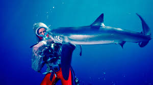 2021 movies, 2021 movie release dates, and 2021 movies in theaters. Playing With Sharks Documentary Acquired By Nat Geo At Sundance Deadline