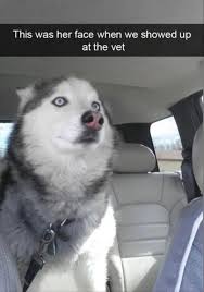 30 Lustige Tier Memes Die Sie Zum Lachen Bringen Bis Sie Fallen Schone Tierwelt Hunde Lustig Funny Animals Husky Funny Funny Animal Pictures