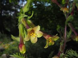Image result for Polemoniaceae