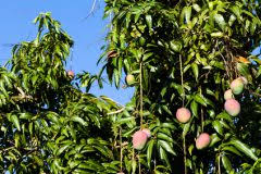 Rosenähnliche (rosidae) ordnung … deutsch wikipedia. Mangobaum Magnifera Indica Ziehen Zuchten Pflanzen