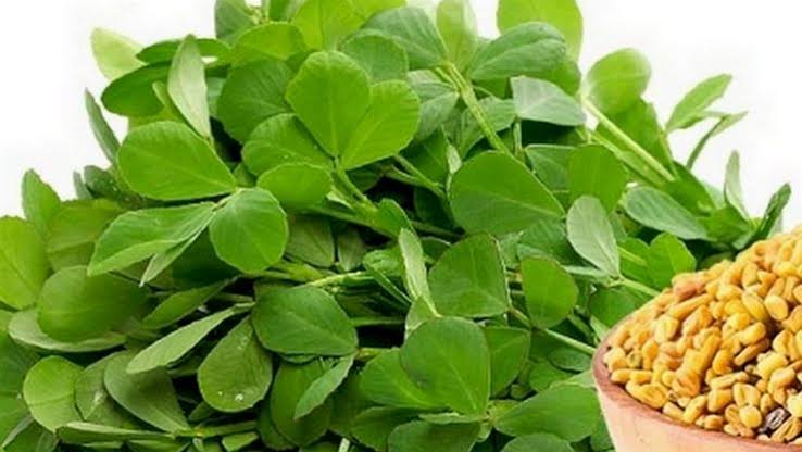 வெந்தய கீரைக்கான பட முடிவுகள்