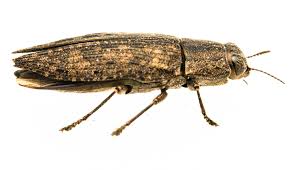 Dicerca Obscura A 20 Mm Metallic Wood Boring Beetle In 2020 Beetle Bugs Critter