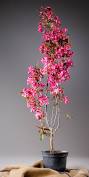 Mar 31, 2021 · pyrus calleryana 'redspire' flowering pear trees have an upright, spreading growth habit and columnar shape. 19 79