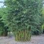 Seabreeze Bamboo cost from greenlifebyshamusoleary.com