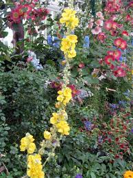We did not find results for: What S That Tall Yellow Weed Doing In Monet S Garden Plant Talk