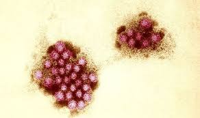 Norovirus, sometimes referred to as the winter vomiting bug, is the most common cause of gastroenteritis. Jhplnzxqumjpzm