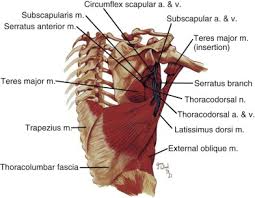 Maybe you would like to learn more about one of these? Chest Wall Resection Thoracic Key