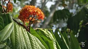 Image result for Saraca