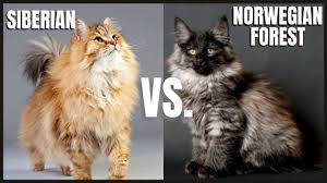 Some breeders speculate that they were brought to norway by vikings, were imports of longhaired cats of siberian or turkish origin, or were possibly shorthaired cats that adapted to the harsh climates of the north. Siberian Cat Vs Norwegian Forest Cat Youtube