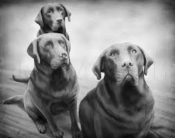 Check spelling or type a new query. Drawing Labradors Realistic Dog Portrait Lesson Coloring Page Trace Drawing