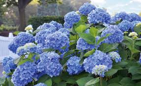 The soil they're planted in should remain moist, but never overly soaked or to. Hydrangea Care 5 Tips For The Perfect Blossom Mygarden Com