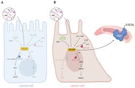 Image result for Methanethiol