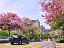 Tapi bunga ni memang seakan akan bunga sakura. Gambar Gambar Sakuramalaysia Di Instagram Buat Malaysia Jadi Ala Ala Jepun Libur