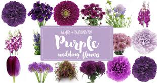 We did not find results for: Complete Guide To Purple Wedding Flowers Purple Flower Names Pics