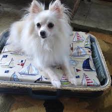 Check spelling or type a new query. 14 Adorable Diy Dog Beds The Family Handyman