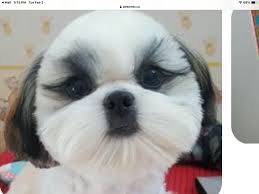 We educate the owner on how to brush and comb their pets ,so they can keep their coats in good condition ,to keep them long and knot free. Wizard Of Paws Dog Grooming Salon Home Facebook