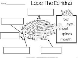 Australia For Kinder Kids Australian Animals Australia Animals Australia For Kids