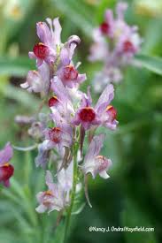 Image result for Cynanchum praecox