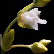 Image result for Limeum pterocarpum