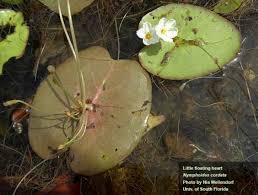 Image result for Panicum nymphoides