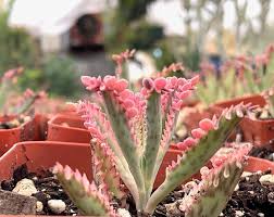 Mother Of Thousands Succulents Plant A Easy Plant To Grow Our Guarantee In 2020 Easy Plants To Grow Mother Of Thousands Plant Easy Plants