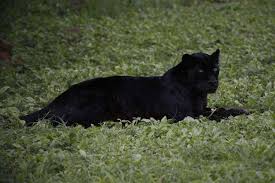 Last and next matches, top scores, best players, under/over stats, handicap etc. The Last Black Leopard Photographed In Kenya Was Born In New York New Scientist