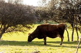 Other new elements are related to extending the legal possibility for measures for the prevention and control of emerging and listed diseases and health measures in wild animals. Vllwnxdzwqmt M