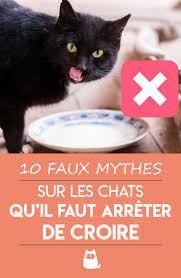 10 Mythes Sur Les Chats Qu Il Faut Arreter De Croire Comportement Chat Trucs De Chat Chat